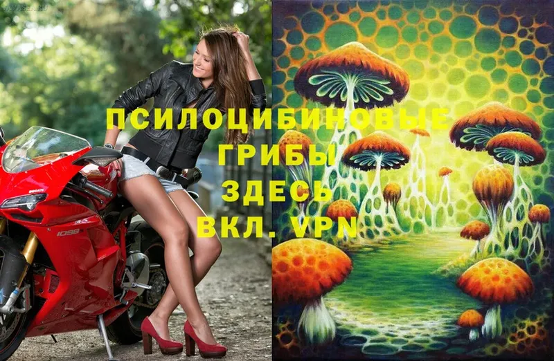 где купить   Мегион  Псилоцибиновые грибы Psilocybe 